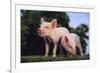 Two Yorkshire Pigs-DLILLC-Framed Photographic Print