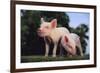 Two Yorkshire Pigs-DLILLC-Framed Photographic Print