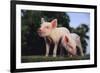 Two Yorkshire Pigs-DLILLC-Framed Photographic Print