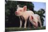 Two Yorkshire Pigs-DLILLC-Mounted Photographic Print