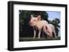 Two Yorkshire Pigs-DLILLC-Framed Photographic Print