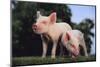 Two Yorkshire Pigs-DLILLC-Mounted Photographic Print