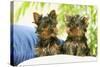 Two Yorkshire Terrier Puppies-null-Stretched Canvas
