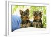 Two Yorkshire Terrier Puppies-null-Framed Photographic Print