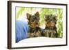 Two Yorkshire Terrier Puppies-null-Framed Photographic Print