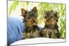Two Yorkshire Terrier Puppies-null-Mounted Photographic Print