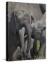 Two Young African Elephant (Loxodonta Africana) Playing-James Hager-Stretched Canvas