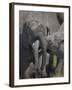 Two Young African Elephant (Loxodonta Africana) Playing-James Hager-Framed Photographic Print
