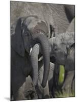 Two Young African Elephant (Loxodonta Africana) Playing-James Hager-Mounted Photographic Print