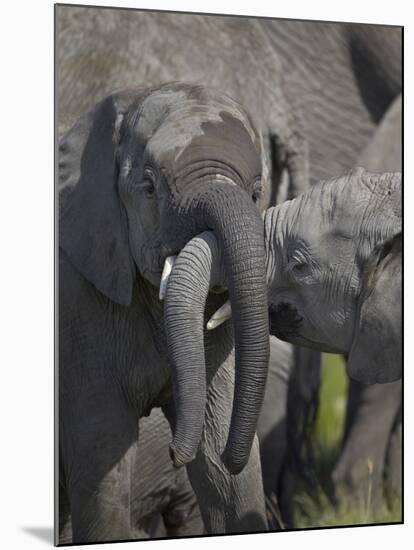 Two Young African Elephant (Loxodonta Africana) Playing-James Hager-Mounted Photographic Print