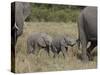 Two Young African Elephant, Masai Mara National Reserve-James Hager-Stretched Canvas