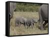 Two Young African Elephant, Masai Mara National Reserve-James Hager-Framed Stretched Canvas