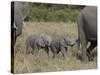 Two Young African Elephant, Masai Mara National Reserve-James Hager-Stretched Canvas