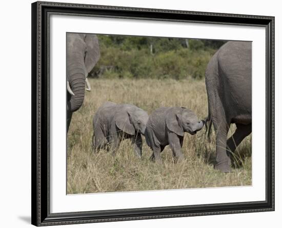 Two Young African Elephant, Masai Mara National Reserve-James Hager-Framed Photographic Print