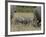 Two Young African Elephant, Masai Mara National Reserve-James Hager-Framed Photographic Print