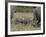 Two Young African Elephant, Masai Mara National Reserve-James Hager-Framed Photographic Print