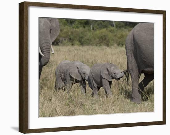 Two Young African Elephant, Masai Mara National Reserve-James Hager-Framed Photographic Print