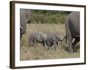 Two Young African Elephant, Masai Mara National Reserve-James Hager-Framed Photographic Print