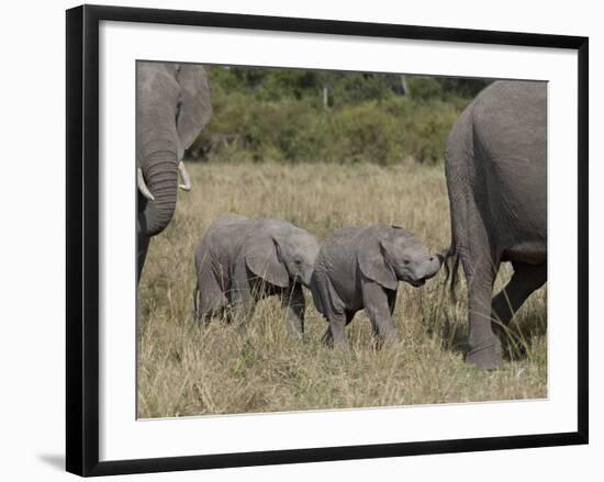 Two Young African Elephant, Masai Mara National Reserve-James Hager-Framed Photographic Print