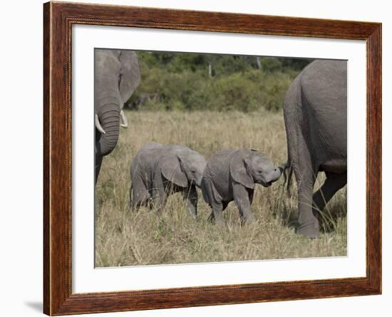 Two Young African Elephant, Masai Mara National Reserve-James Hager-Framed Photographic Print