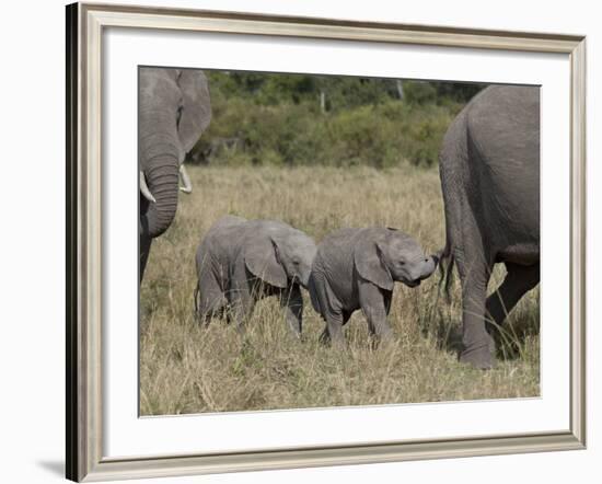 Two Young African Elephant, Masai Mara National Reserve-James Hager-Framed Photographic Print