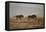 Two Young Black Wildebeest (White-Tailed Gnu) (Connochaetes Gnou) Running-James Hager-Framed Stretched Canvas