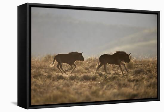 Two Young Black Wildebeest (White-Tailed Gnu) (Connochaetes Gnou) Running-James Hager-Framed Stretched Canvas