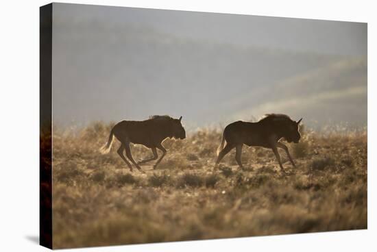 Two Young Black Wildebeest (White-Tailed Gnu) (Connochaetes Gnou) Running-James Hager-Stretched Canvas
