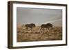 Two Young Black Wildebeest (White-Tailed Gnu) (Connochaetes Gnou) Running-James Hager-Framed Photographic Print