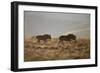 Two Young Black Wildebeest (White-Tailed Gnu) (Connochaetes Gnou) Running-James Hager-Framed Photographic Print