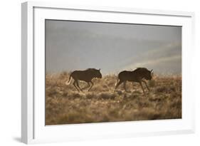 Two Young Black Wildebeest (White-Tailed Gnu) (Connochaetes Gnou) Running-James Hager-Framed Photographic Print