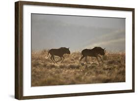 Two Young Black Wildebeest (White-Tailed Gnu) (Connochaetes Gnou) Running-James Hager-Framed Photographic Print