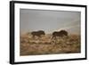 Two Young Black Wildebeest (White-Tailed Gnu) (Connochaetes Gnou) Running-James Hager-Framed Photographic Print