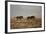 Two Young Black Wildebeest (White-Tailed Gnu) (Connochaetes Gnou) Running-James Hager-Framed Photographic Print