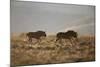 Two Young Black Wildebeest (White-Tailed Gnu) (Connochaetes Gnou) Running-James Hager-Mounted Photographic Print