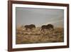 Two Young Black Wildebeest (White-Tailed Gnu) (Connochaetes Gnou) Running-James Hager-Framed Photographic Print