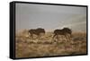 Two Young Black Wildebeest (White-Tailed Gnu) (Connochaetes Gnou) Running-James Hager-Framed Stretched Canvas