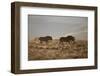 Two Young Black Wildebeest (White-Tailed Gnu) (Connochaetes Gnou) Running-James Hager-Framed Photographic Print