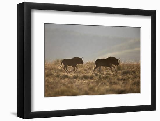 Two Young Black Wildebeest (White-Tailed Gnu) (Connochaetes Gnou) Running-James Hager-Framed Photographic Print