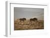 Two Young Black Wildebeest (White-Tailed Gnu) (Connochaetes Gnou) Running-James Hager-Framed Photographic Print