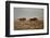 Two Young Black Wildebeest (White-Tailed Gnu) (Connochaetes Gnou) Running-James Hager-Framed Premium Photographic Print