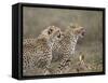 Two Young Cheetah (Acinonyx Jubatus), Serengeti National Park, Tanzania, East Africa, Africa-James Hager-Framed Stretched Canvas