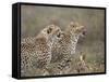 Two Young Cheetah (Acinonyx Jubatus), Serengeti National Park, Tanzania, East Africa, Africa-James Hager-Framed Stretched Canvas