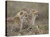 Two Young Cheetah (Acinonyx Jubatus), Serengeti National Park, Tanzania, East Africa, Africa-James Hager-Stretched Canvas