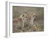 Two Young Cheetah (Acinonyx Jubatus), Serengeti National Park, Tanzania, East Africa, Africa-James Hager-Framed Photographic Print