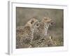 Two Young Cheetah (Acinonyx Jubatus), Serengeti National Park, Tanzania, East Africa, Africa-James Hager-Framed Photographic Print