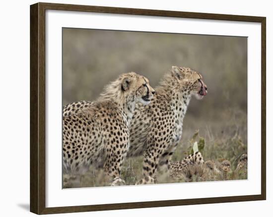 Two Young Cheetah (Acinonyx Jubatus), Serengeti National Park, Tanzania, East Africa, Africa-James Hager-Framed Photographic Print