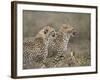 Two Young Cheetah (Acinonyx Jubatus), Serengeti National Park, Tanzania, East Africa, Africa-James Hager-Framed Photographic Print