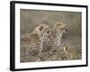Two Young Cheetah (Acinonyx Jubatus), Serengeti National Park, Tanzania, East Africa, Africa-James Hager-Framed Photographic Print