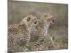 Two Young Cheetah (Acinonyx Jubatus), Serengeti National Park, Tanzania, East Africa, Africa-James Hager-Mounted Photographic Print